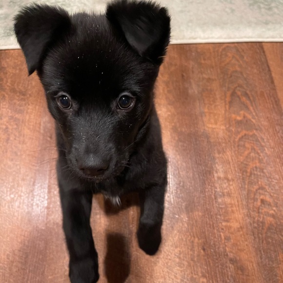 Meet your Posher, Cody - Picture 1 of 1